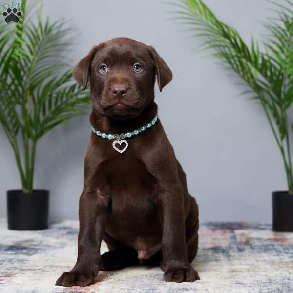 Houston, Chocolate Labrador Retriever Puppy